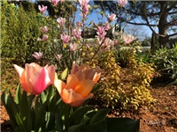 31be5df2-20190401 Tulipani.jpg